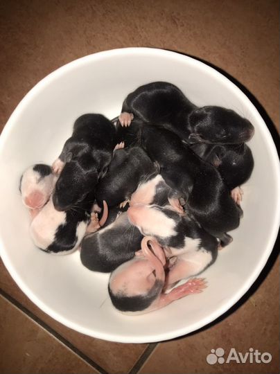 Ручные Крысята др 10 августа