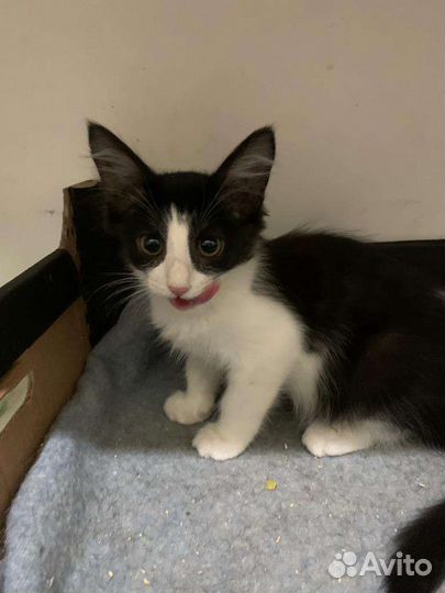 Котенок девочка