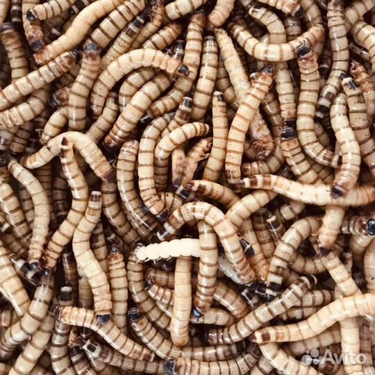 Кормовые насекомые