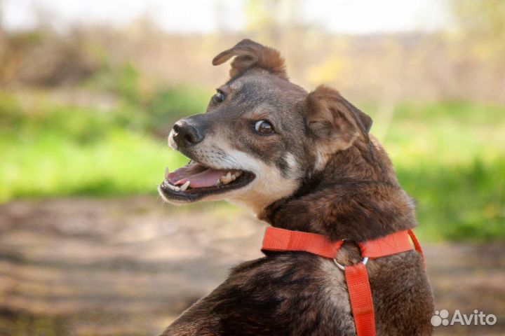 Пёс Мотя в добрые руки