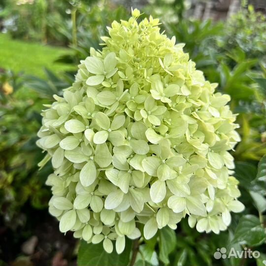 Гортензия метельчатая