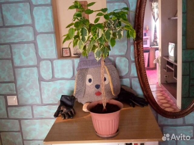 Бенджамина