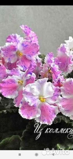 Фиалка детки или укорененные листики