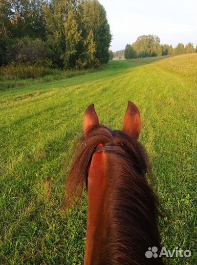 Конные прогулки