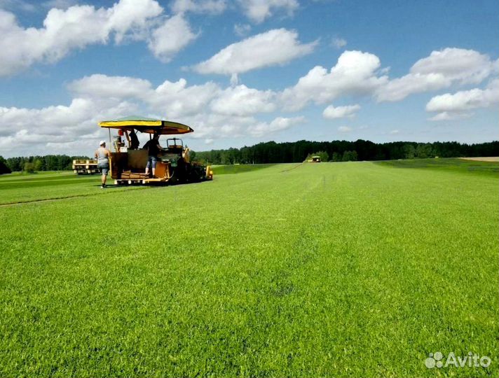 Рулонный газон 