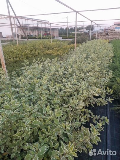 Продажа саженцев