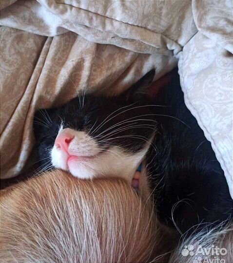 Котенок Феликс