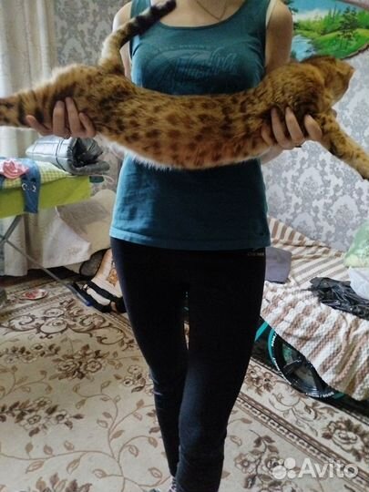 Бенгальская кошка вязка