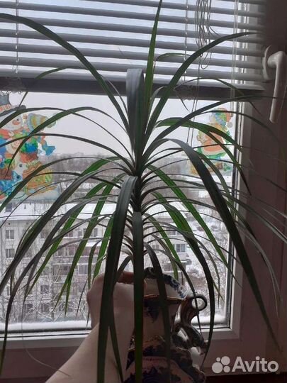 Драцена разные