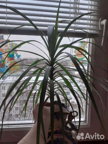 Драцена разные