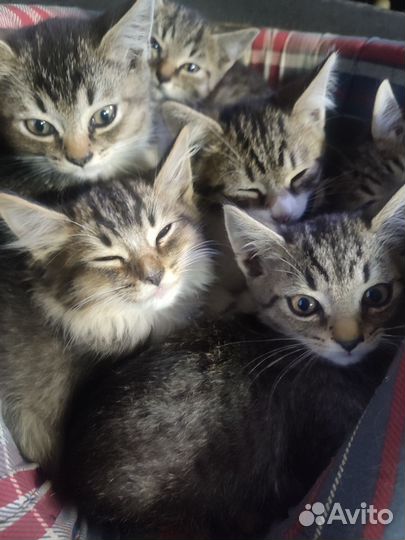 Кошки в добрые руки бесплатно