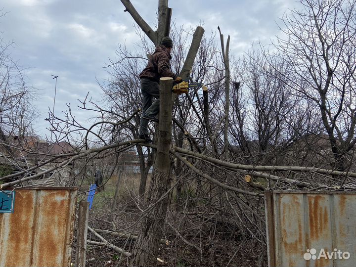 Спил деревьев / расчистка участков