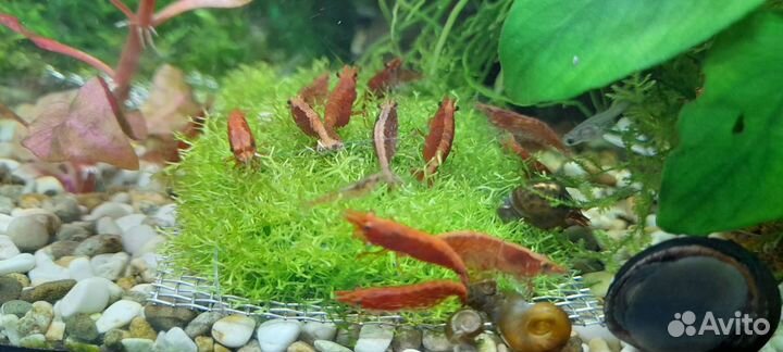 Гуппи эндлера тигр,Пицилии, креветки неокридины