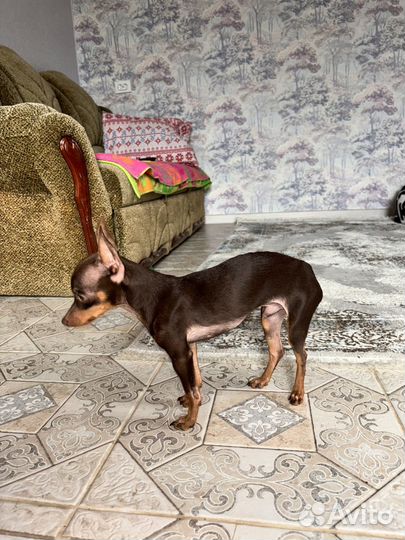 Мини той-терьер вязка