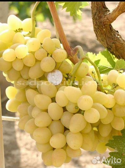 Виноград