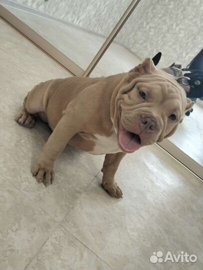 Американский булли