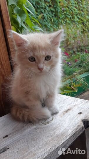 Отдам котёнка мраморного окраса