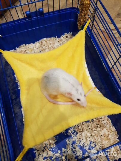 Гамаки и домики для грызунов