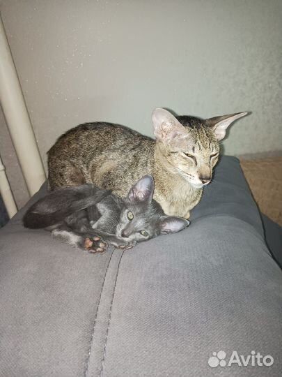 Орики Остались две девочки