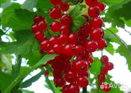 Куст смородины красная черная белая