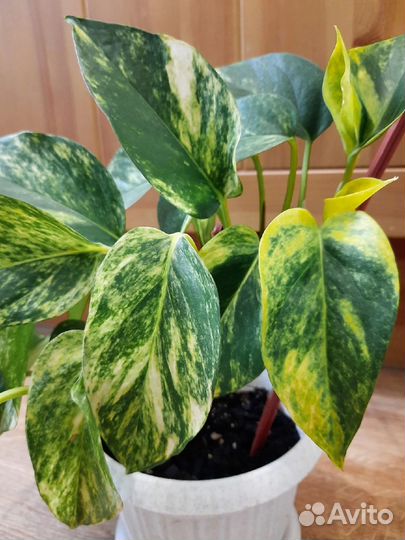 Эпипремнум Сциндапсус