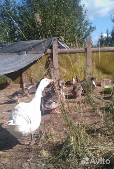 Утки, селезни башкирские