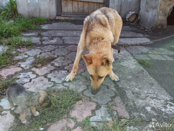 Щенки дворняжки бесплатно в добрые руки