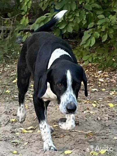 Собака в добрые руки