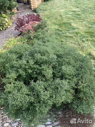 Садовые растения бесплатно самовывоз