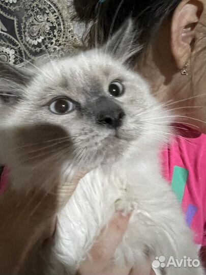 Котик регдолл