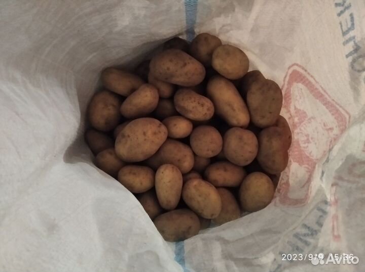 Продам картофель