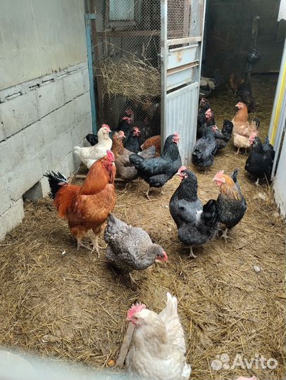 Домашние куриные яйца