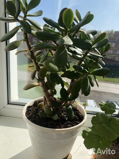 Комнатные цветы шефлера