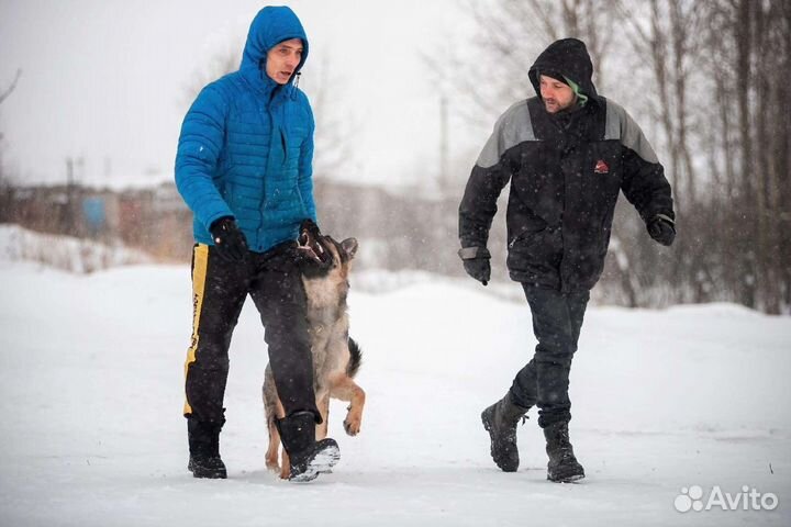 Кинолог. Инструктор по дрессировке. Фигурант