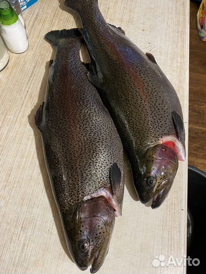 Форель непотрошёная на октябрь из Карелии