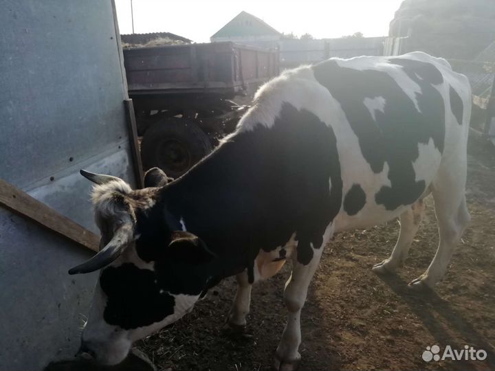 Корова дойная