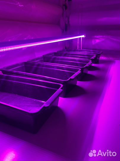 Лампа для растений светодиодная