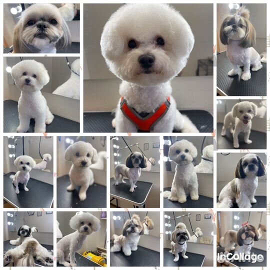 Грумер. Стрижка собак и кошек. Груминг. Линька