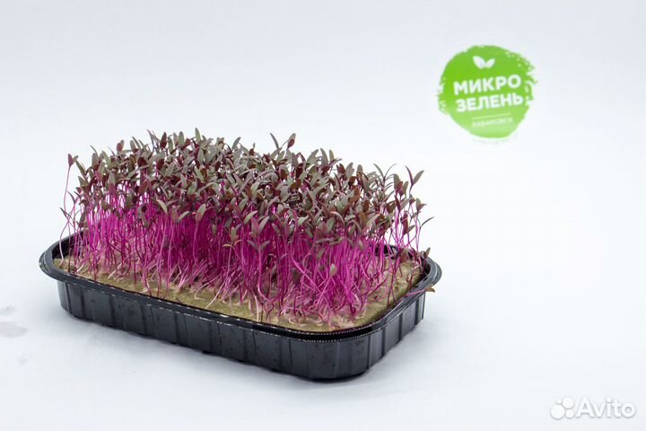 Микрозелень