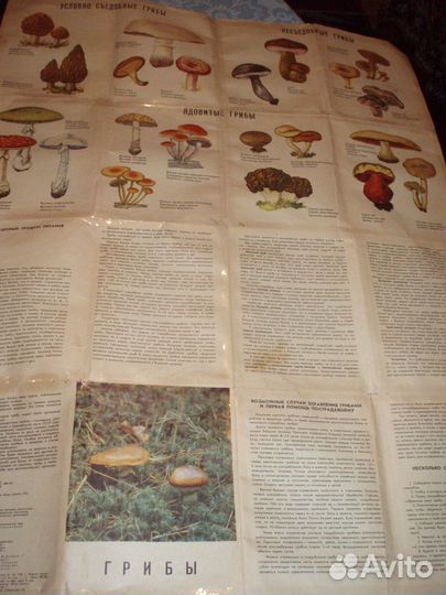 Грибы виды выращивание рецепты открытки