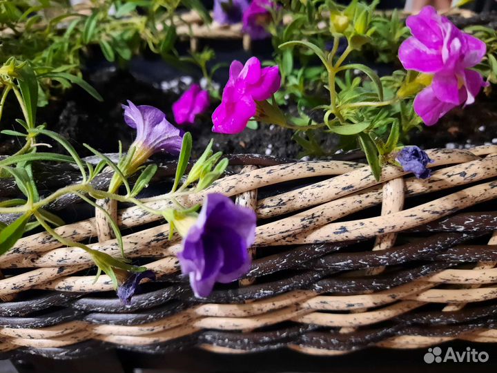 Кашпо для цветов