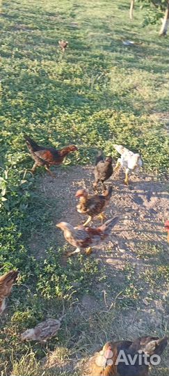 Куры молодки