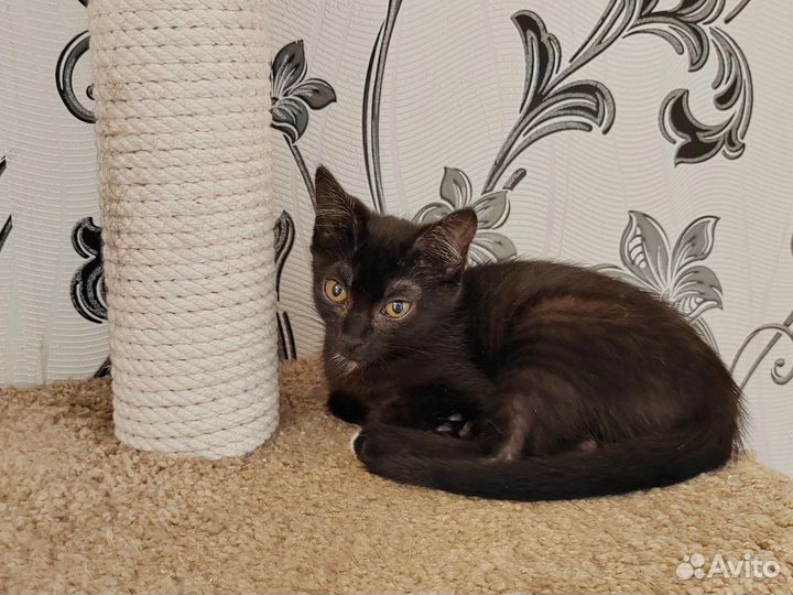 Котенок-девочка ищет дом