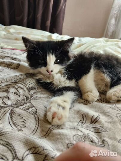 Котята в добрые руки бесплатно