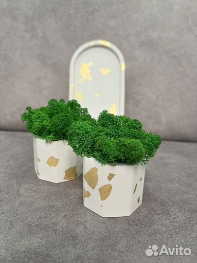 Набор кашпо со стабилизированным зеленым мхом