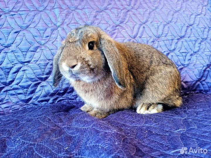 Декоративный кролик