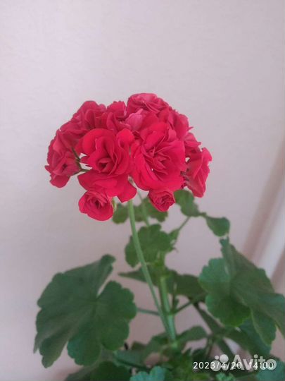 Пеларгония герань