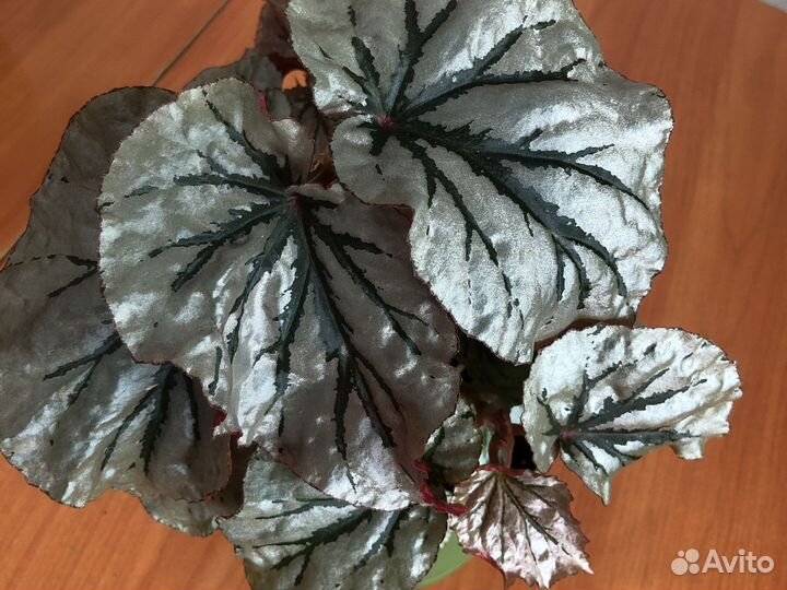 Бегония Looking glass (зеркало)