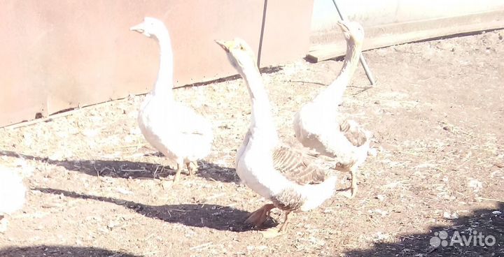Гуси годовалые