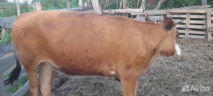 Тёлка 1.6 месяцев